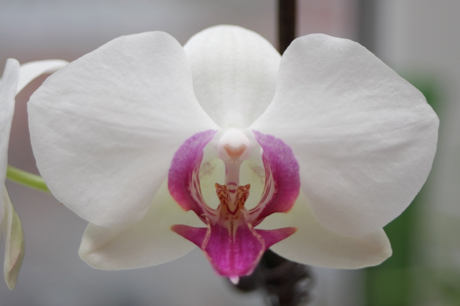 the blooming purple and white orchid is very delicate
