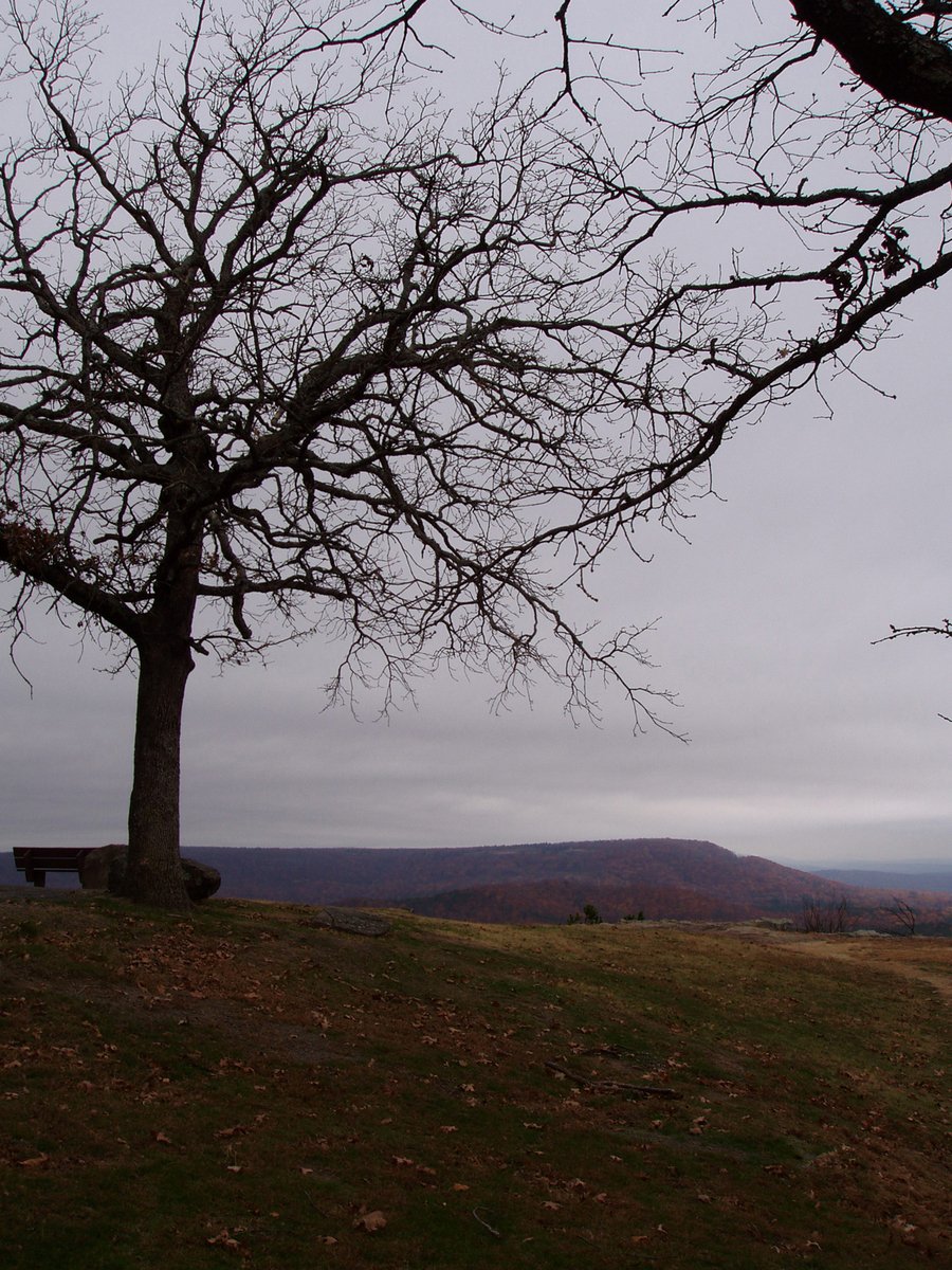 an empty bench sits under a large tree on a hill