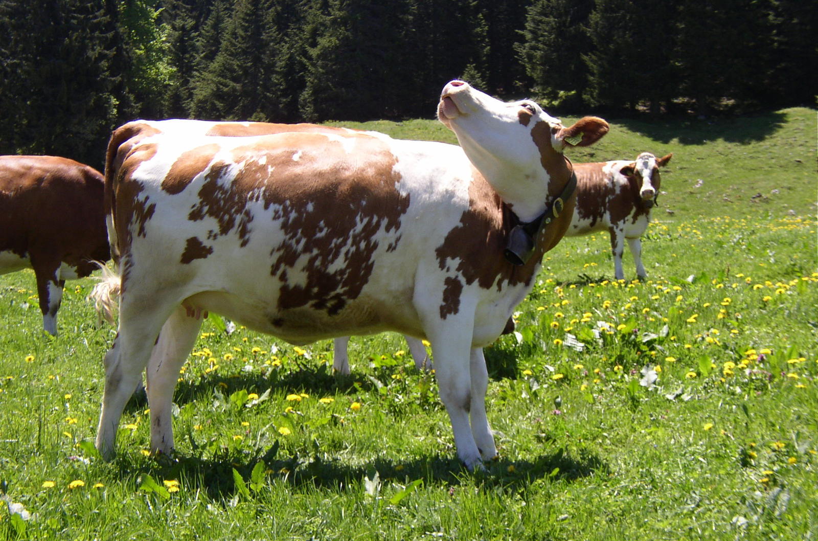 two cows in a field with one standing and the other laying down