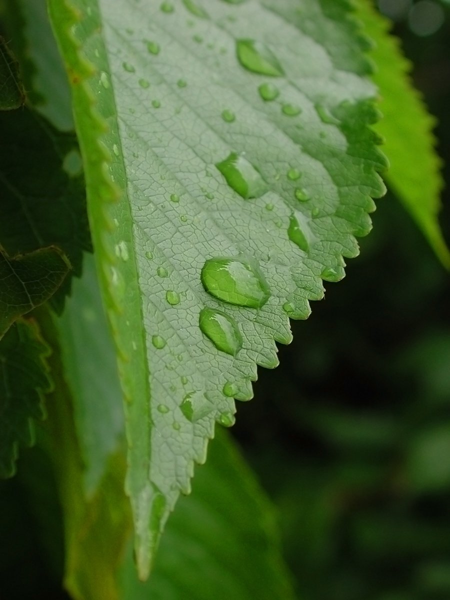 water droplets sitting on the surface of a green leaf