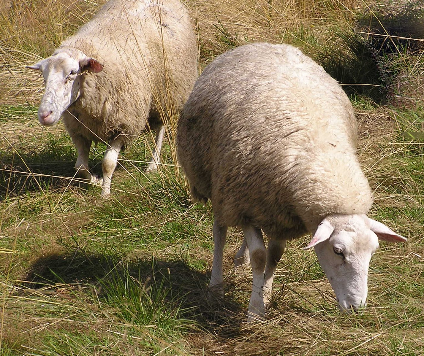 two sheep graze together on a grass covered field