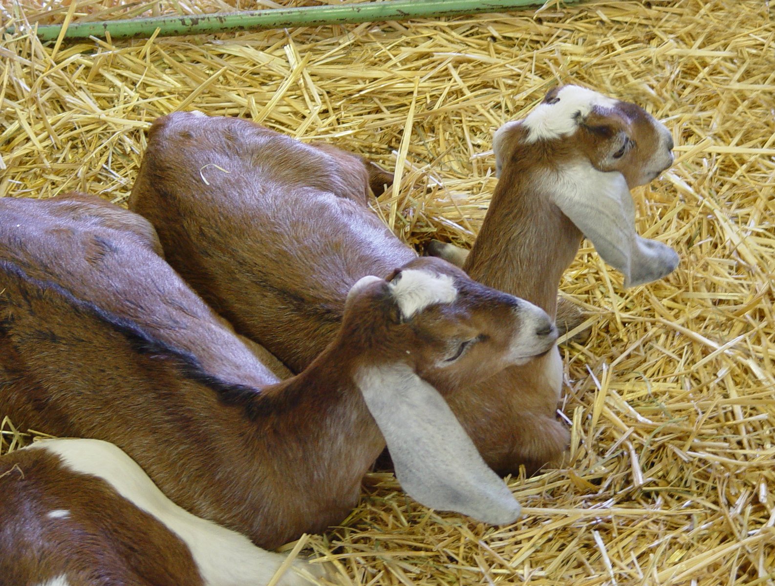 two brown and white goats laying down in hay