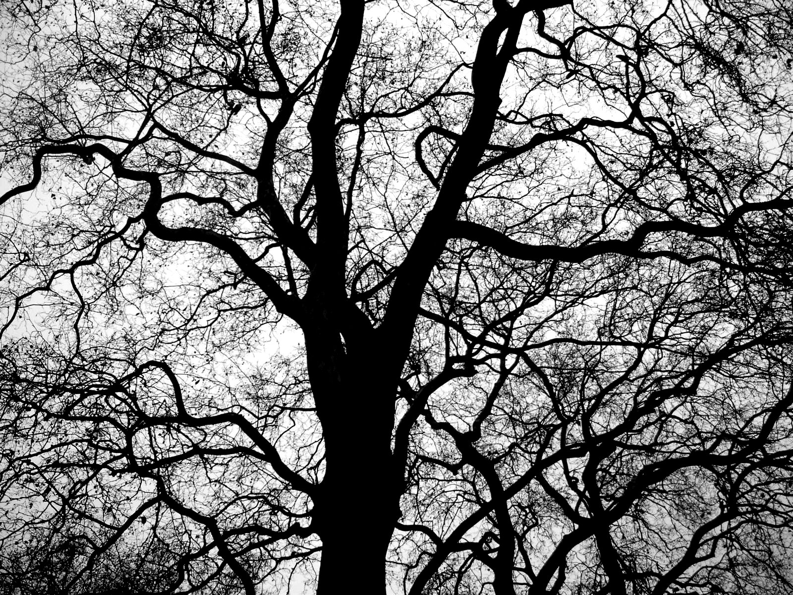 a large leafless tree in front of a cloudy sky