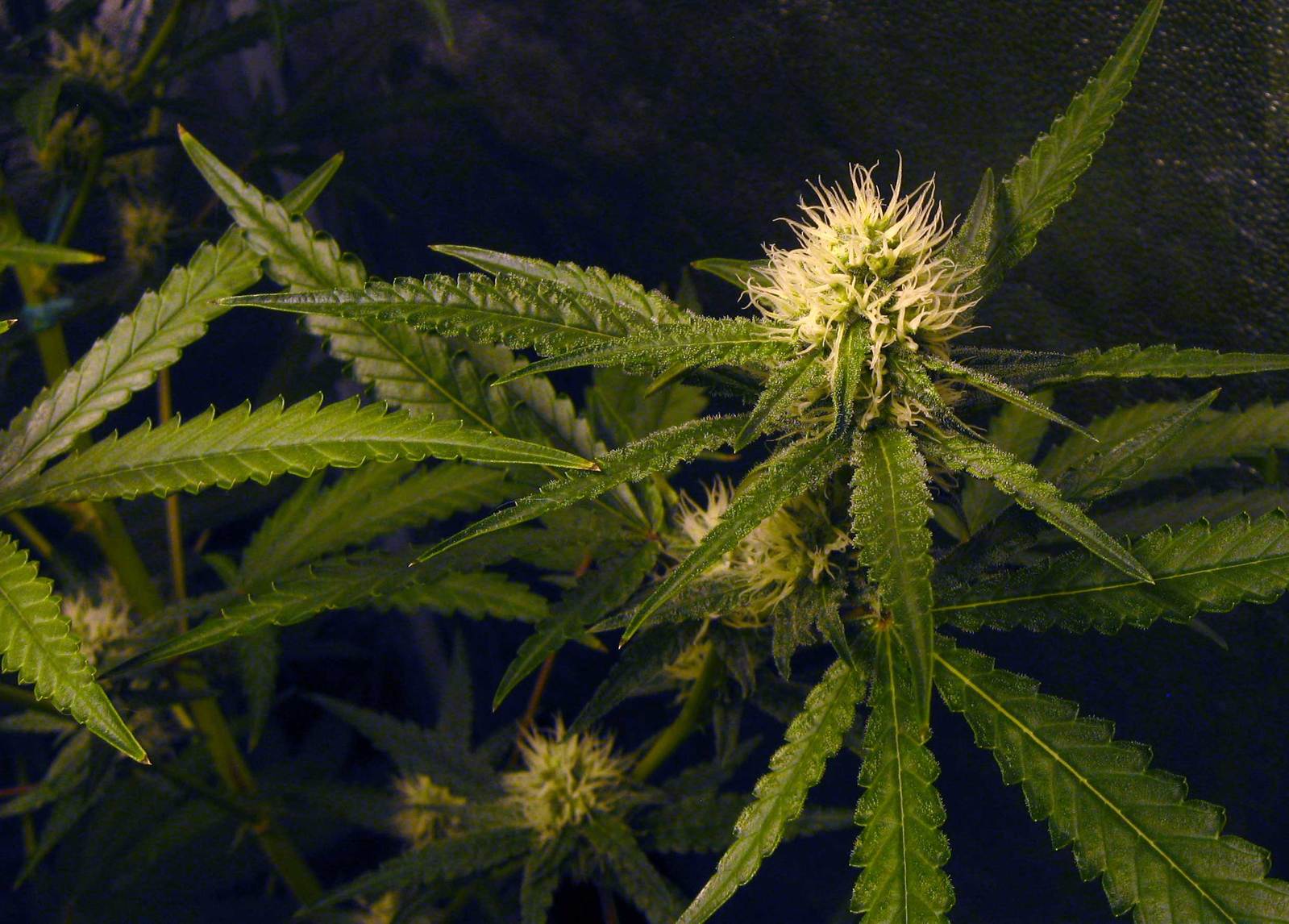 a close up s of a marijuana plant on a dark background