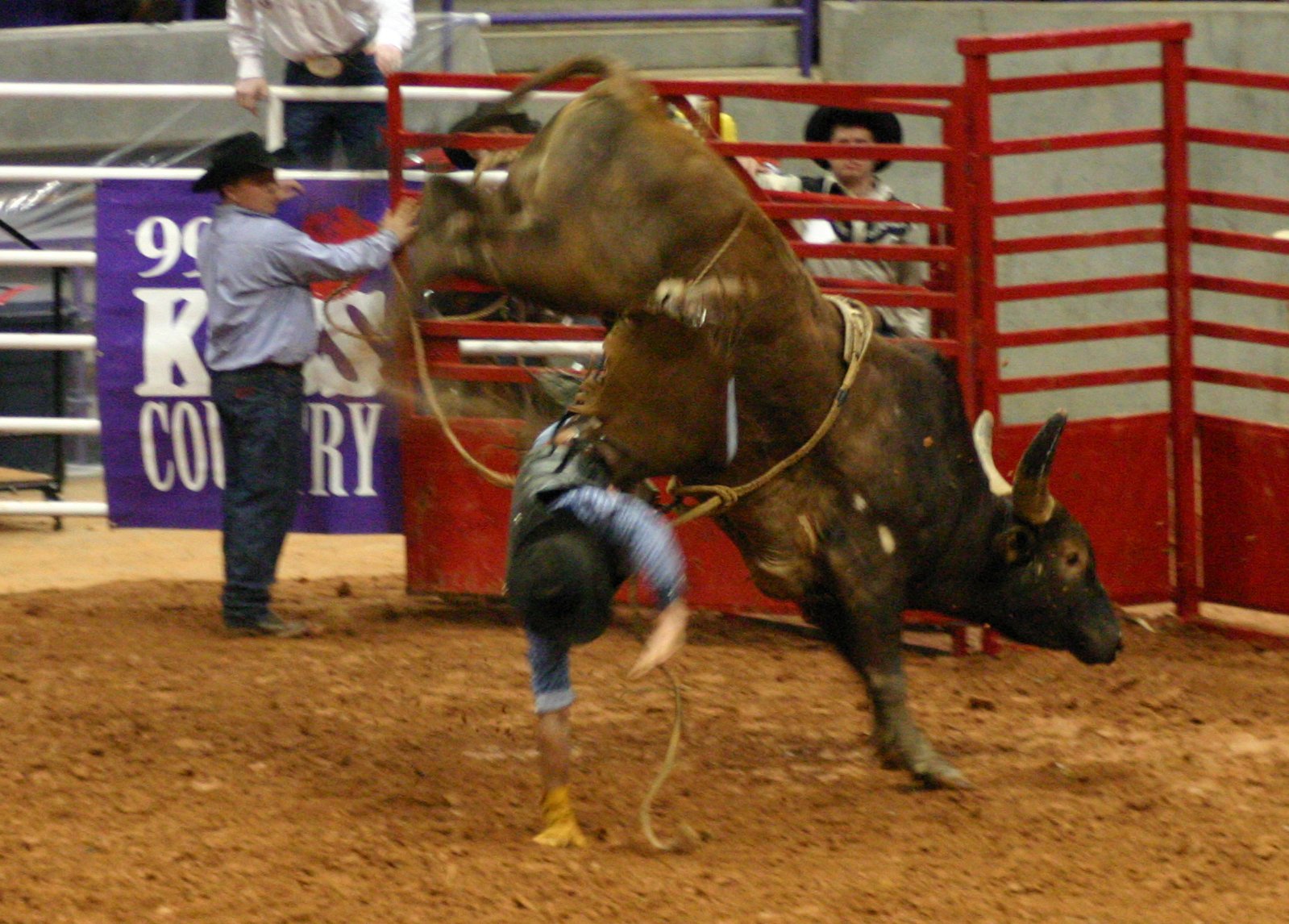a cowboy is trying to rope a calf during a rodeo