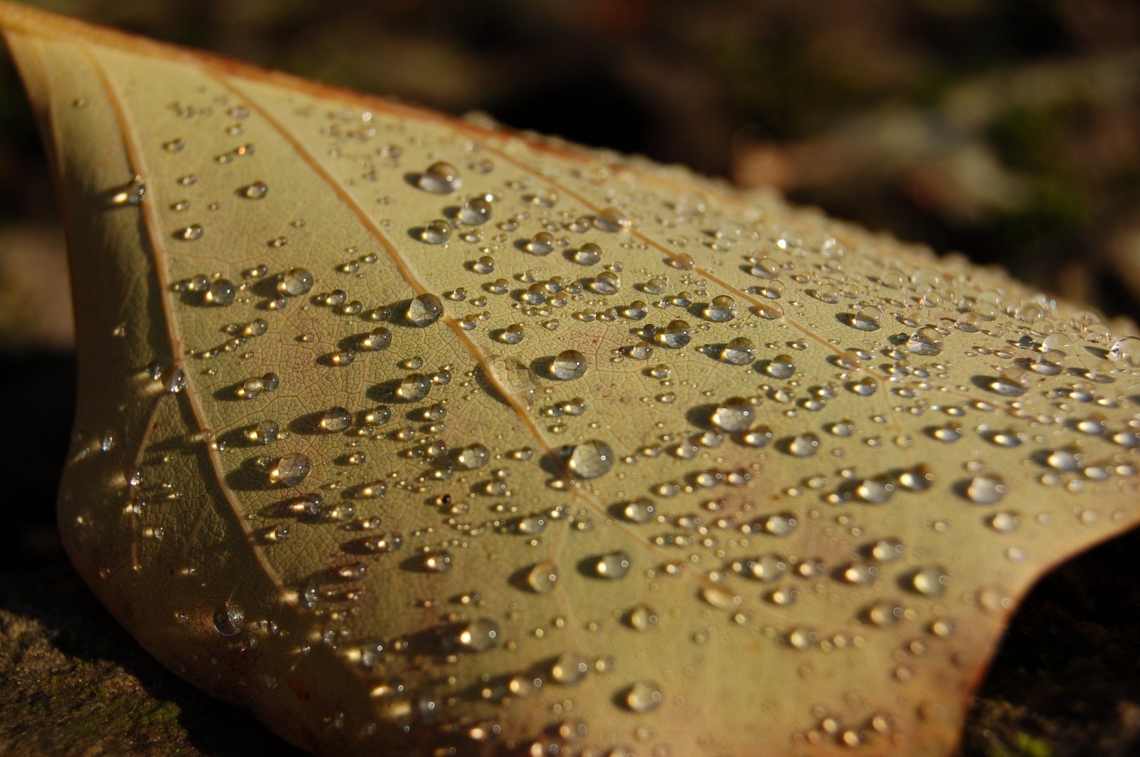 the underside of a leaf with water droplets on it