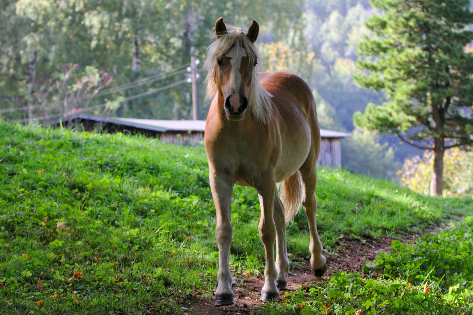 a horse walking down a grassy hill by itself