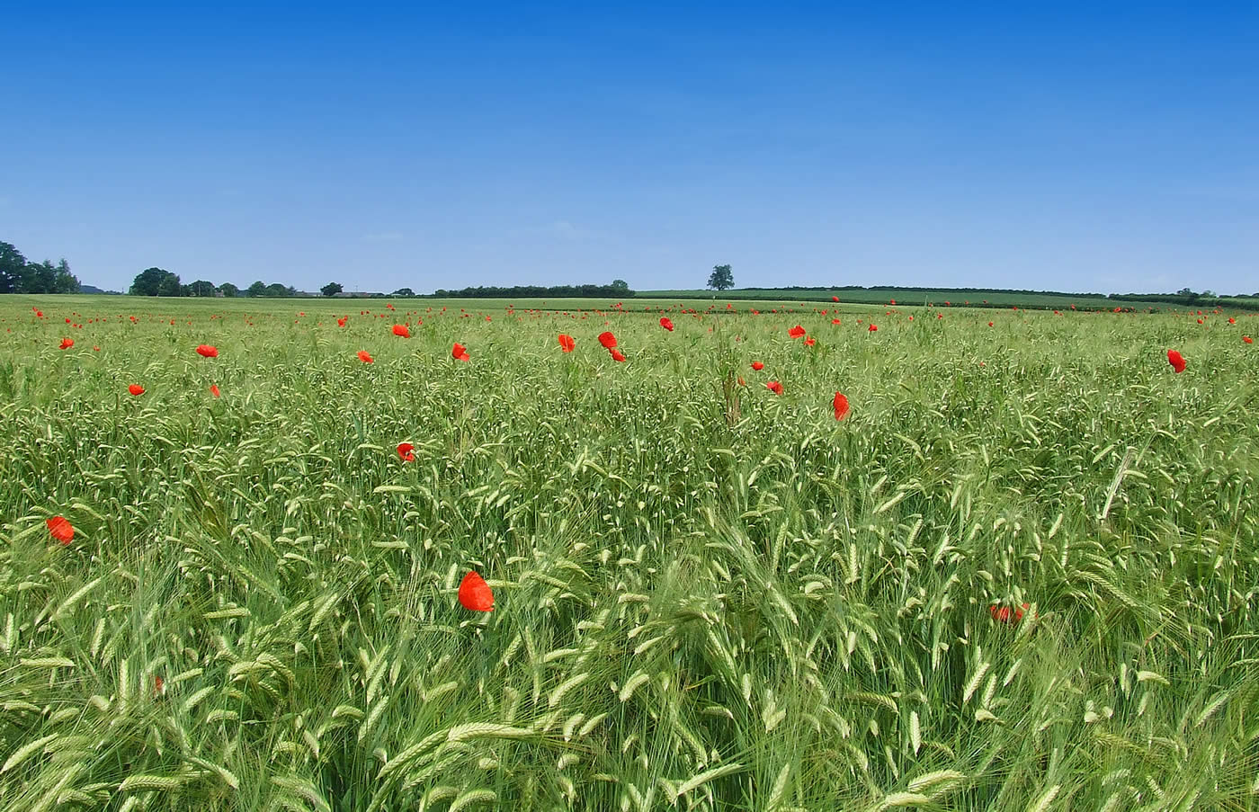 a field with wildflowers and a sky in the background