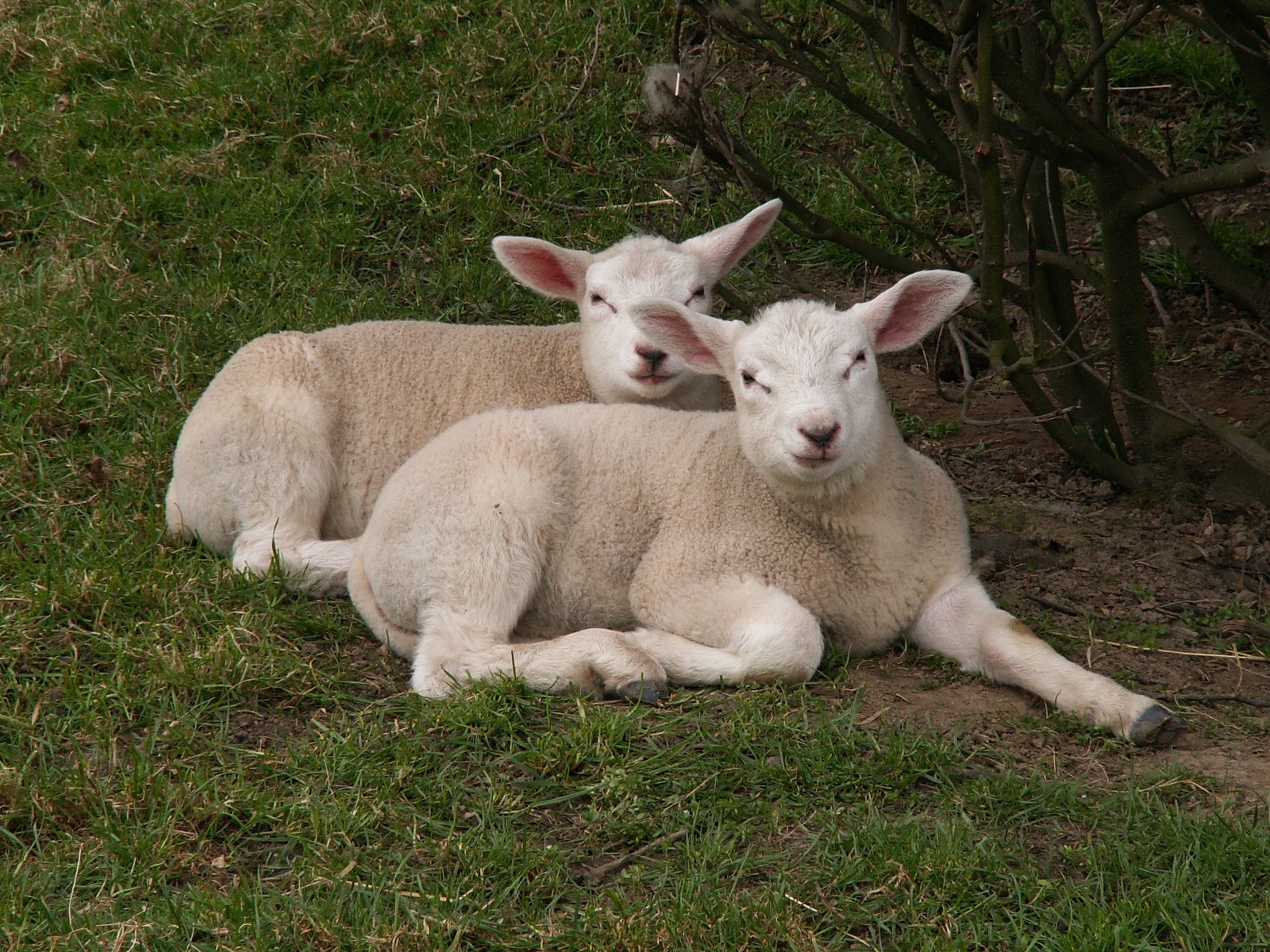 two sheep lying on the ground with one lying down
