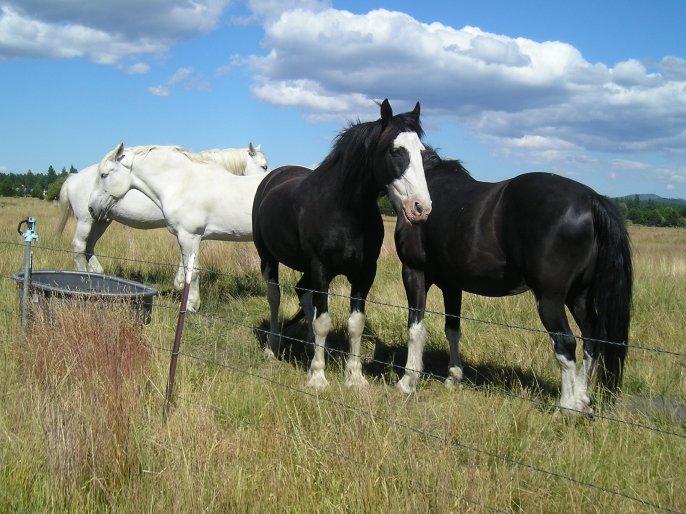 three horses standing next to each other on a field