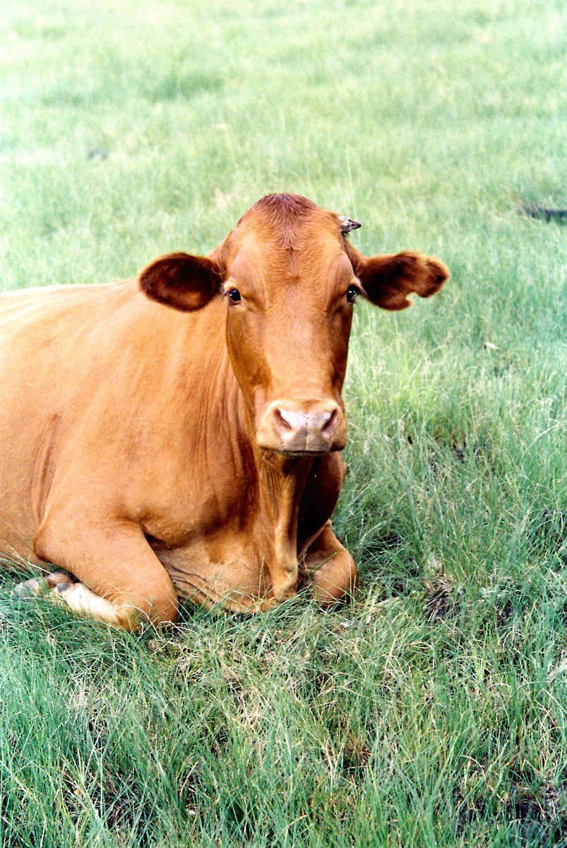 a brown cow laying on a field of grass