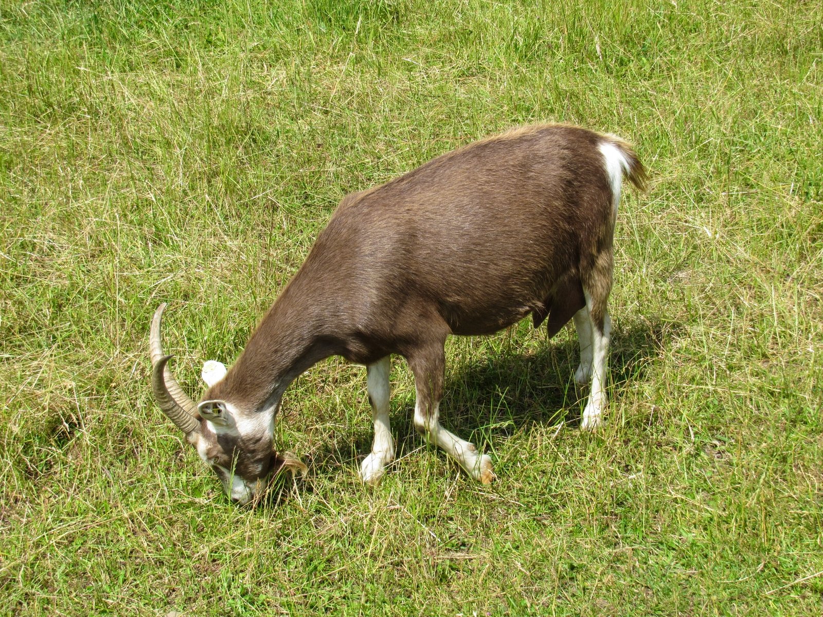 a goat is grazing in the field on short grass