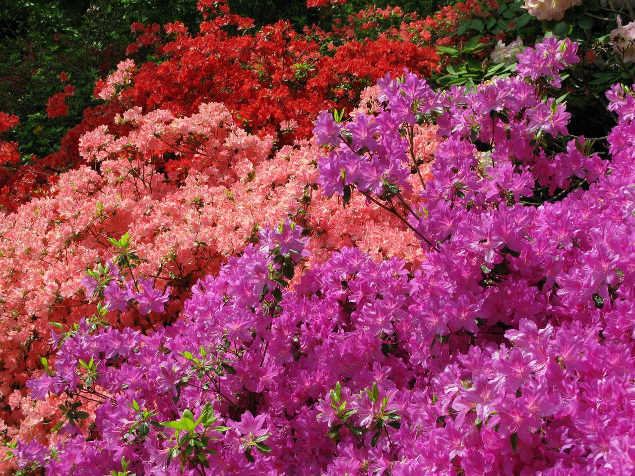 some flowers and trees in a row together