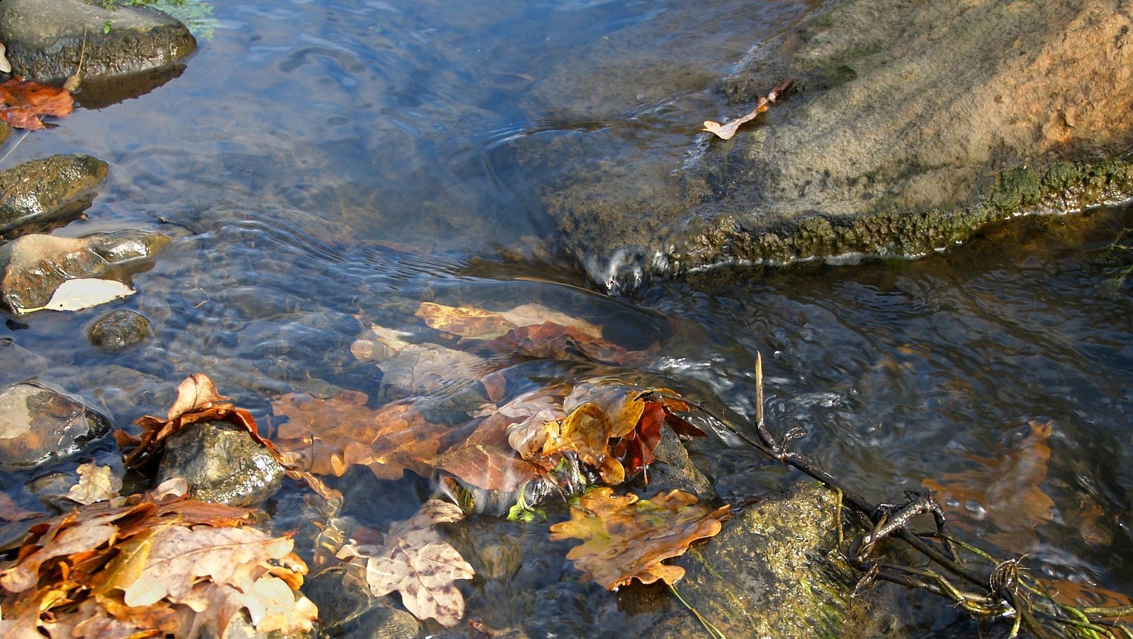 the stream is full of rocks and leaves
