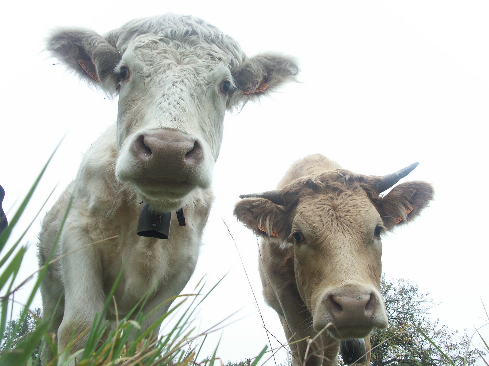 two brown and white cows staring directly at the camera