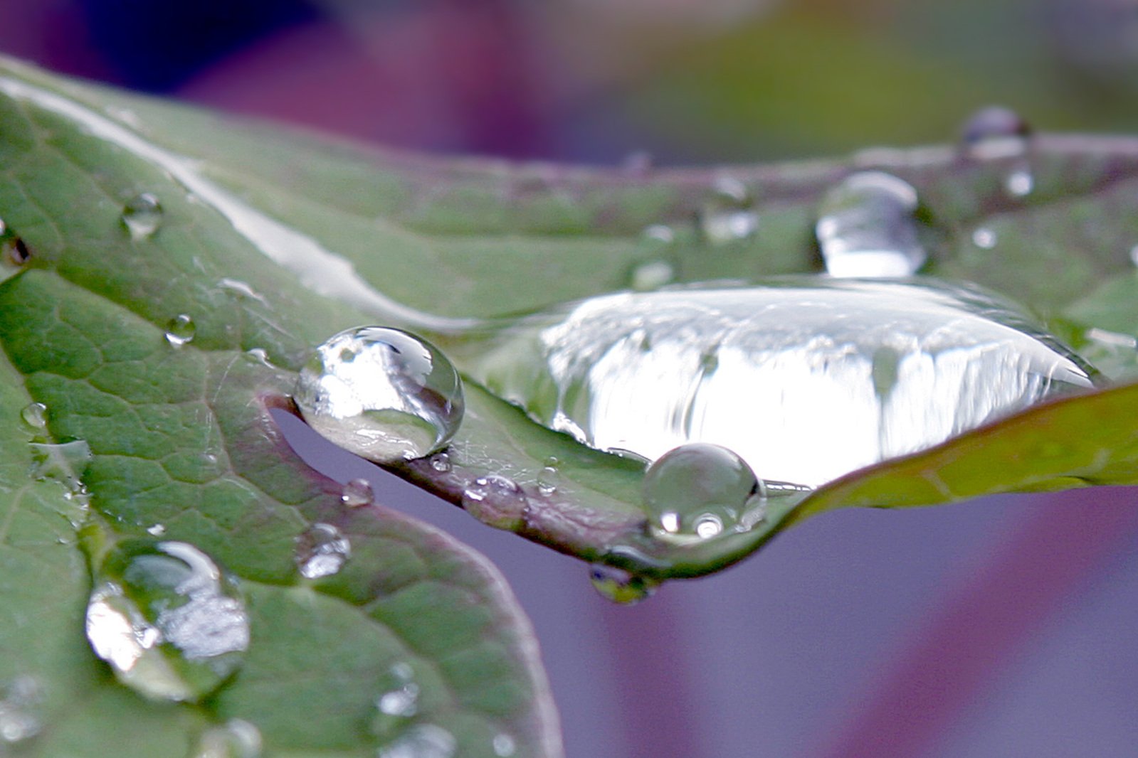 a leaf has water drops on it