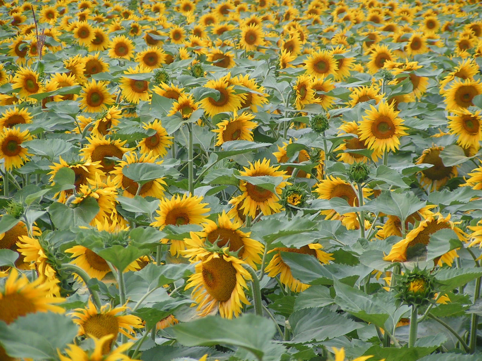 many large sunflowers in a huge field