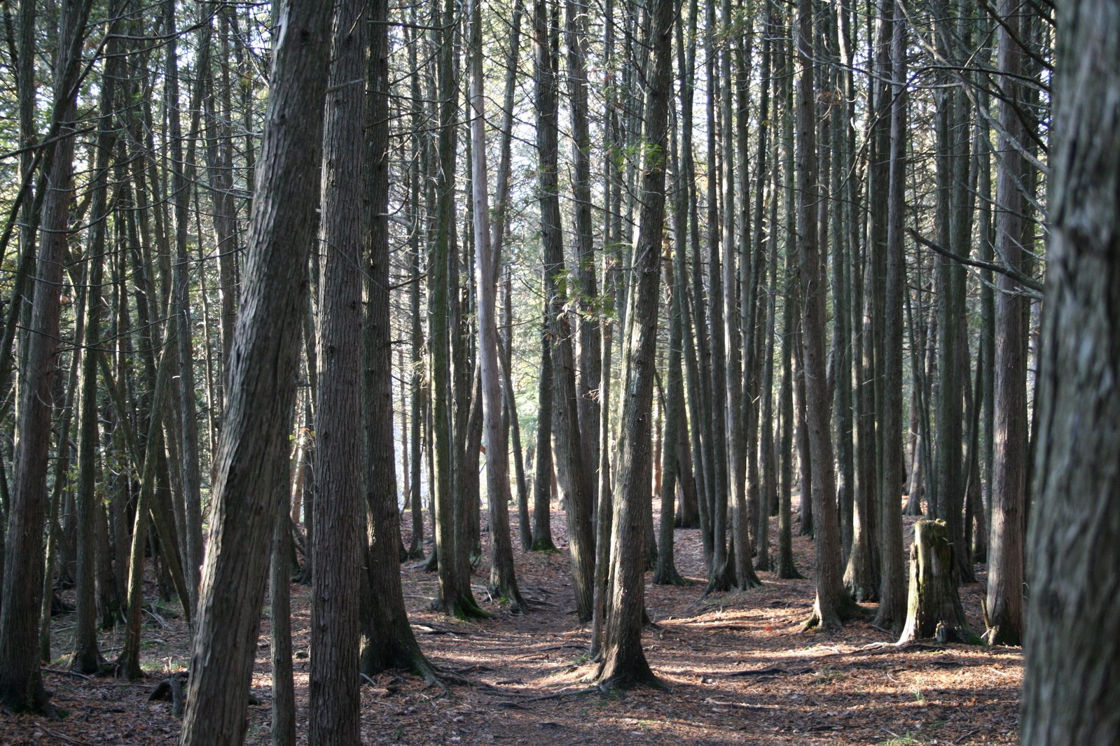 an area of tall, thin trees that has been shaded by sunlight