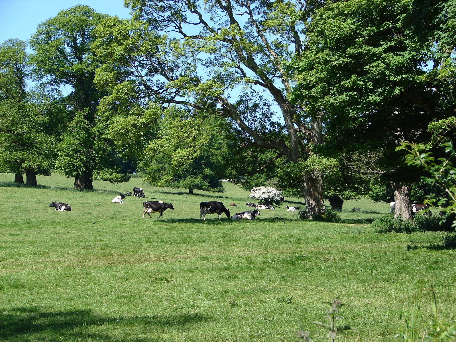 black and white cows are in a large field