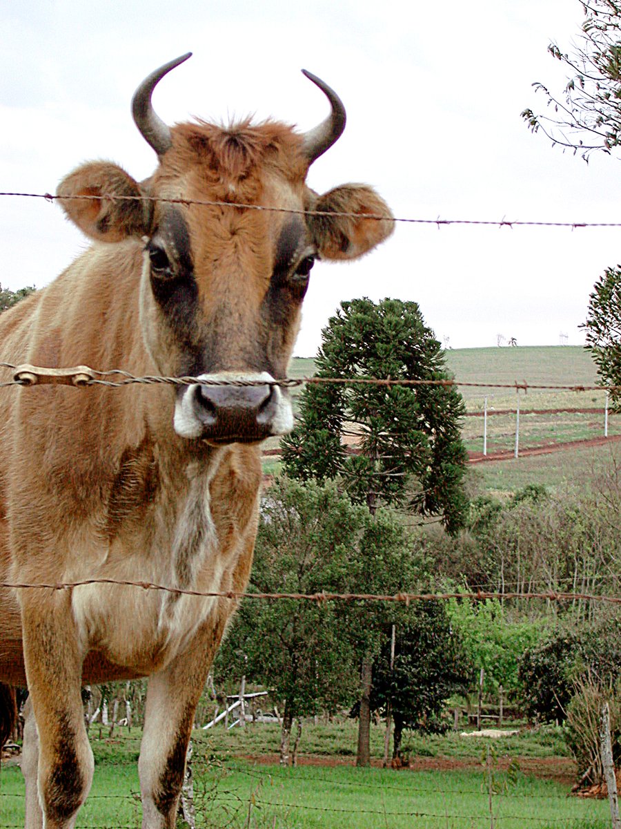 a cow has large horns while standing behind a wire fence