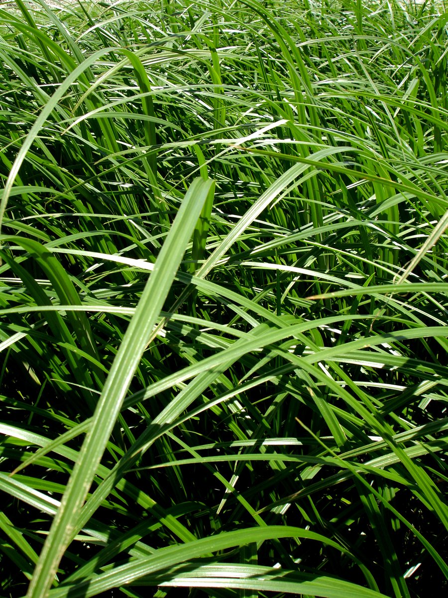 grass that is very long in the grass