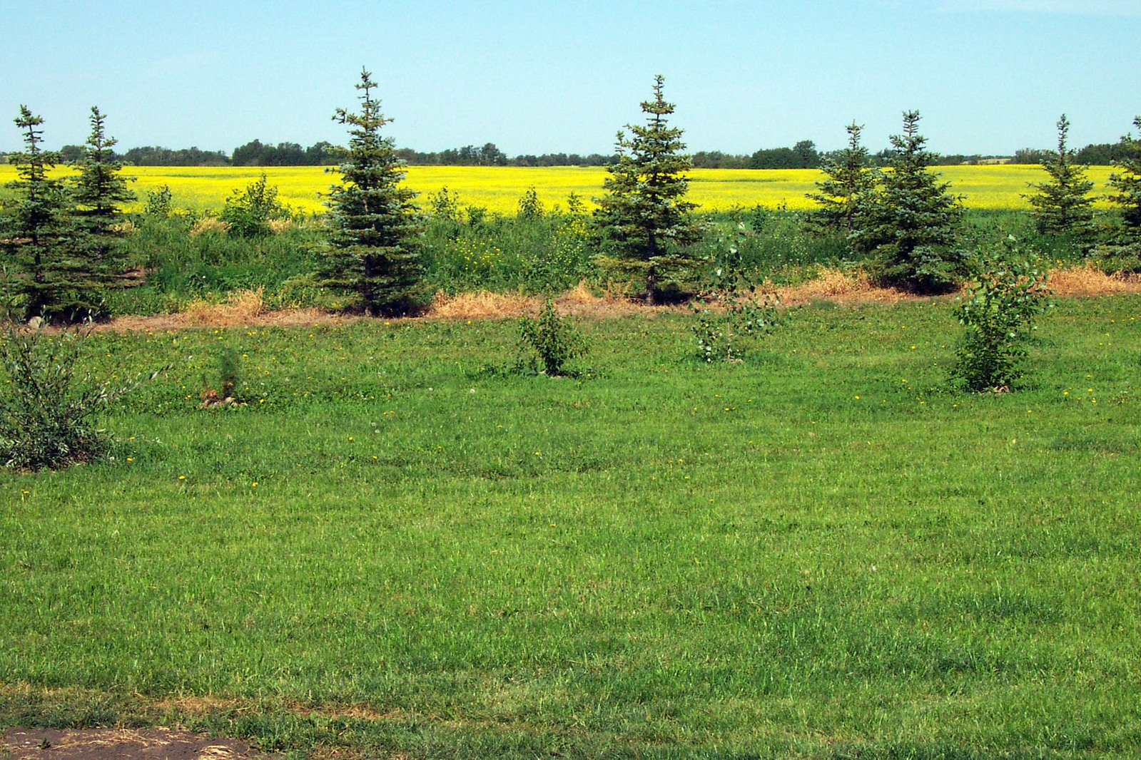 a field that has many trees and a dirt road in it