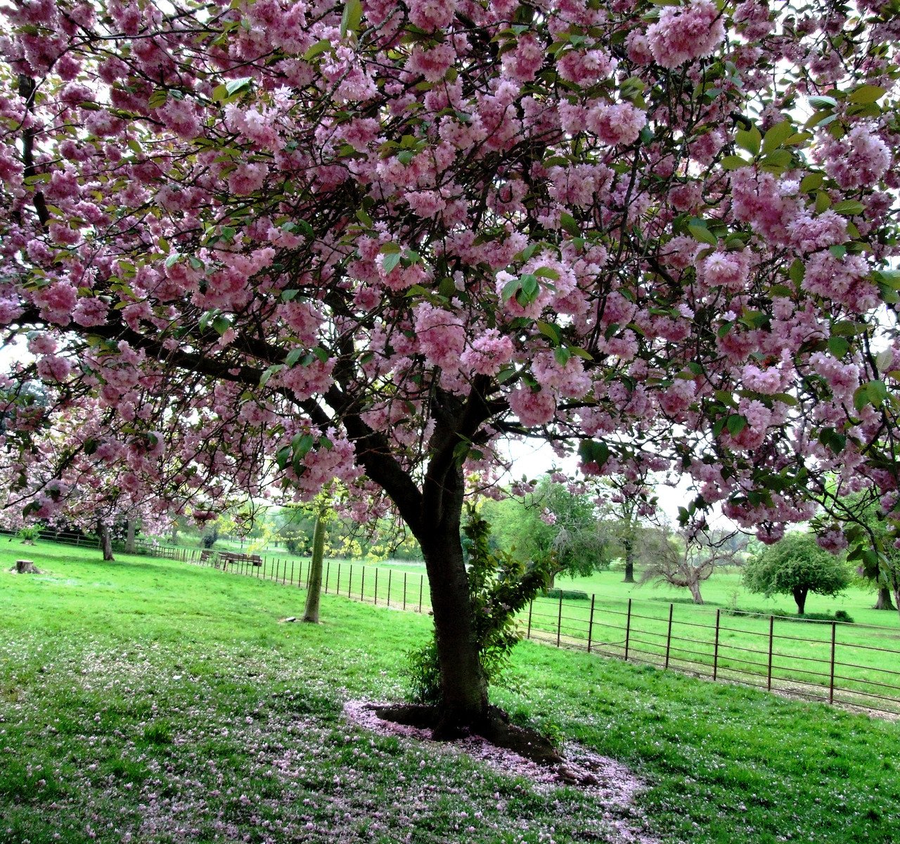 a pretty pink tree in the middle of the park