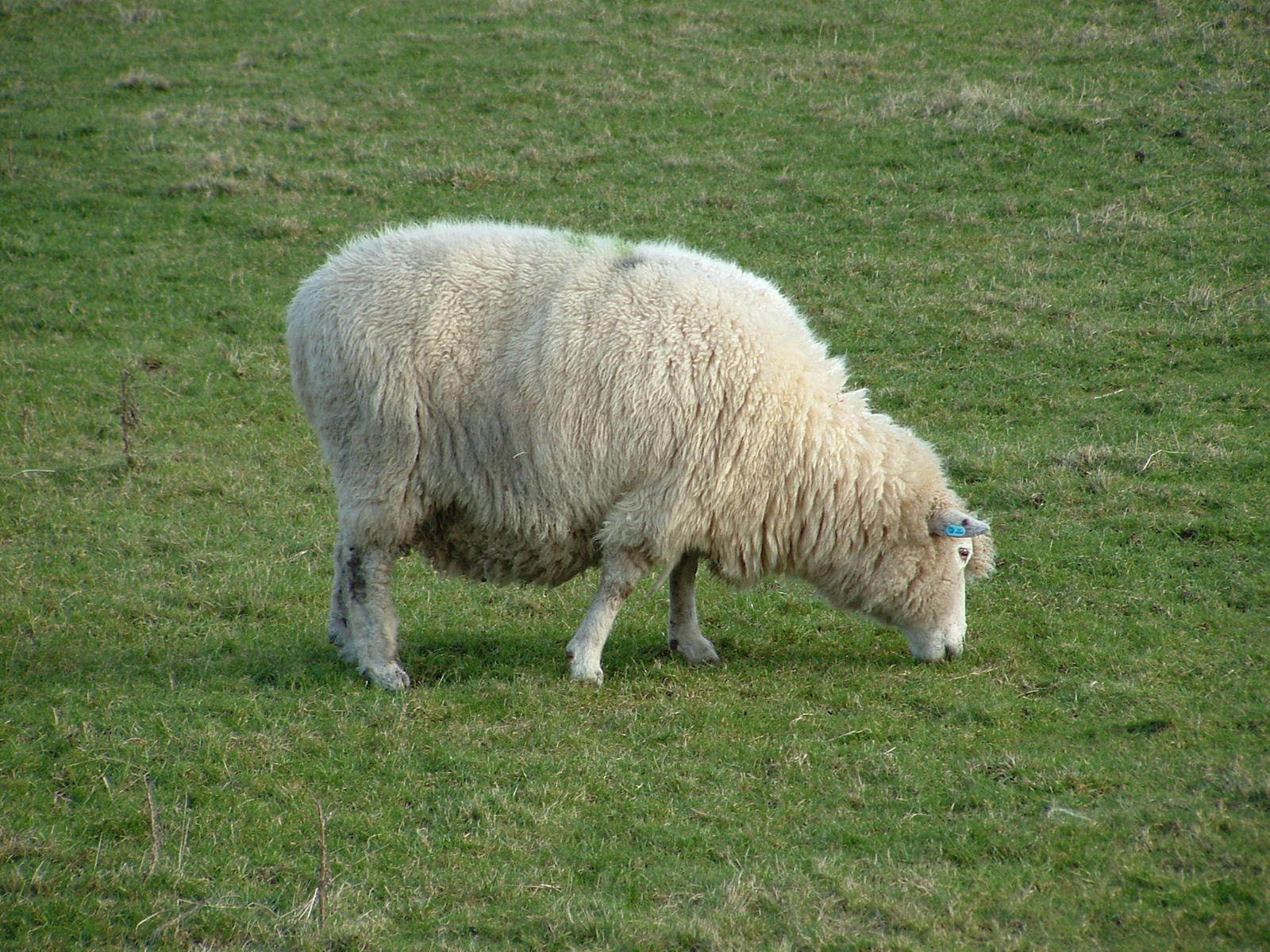 the sheep is grazing on grass in the pasture