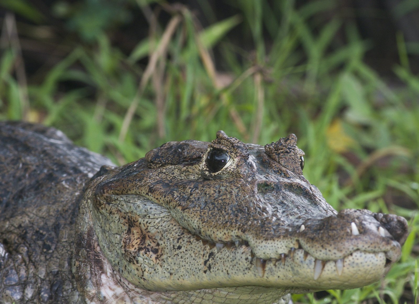 a crocodile with open eyes staring at the camera