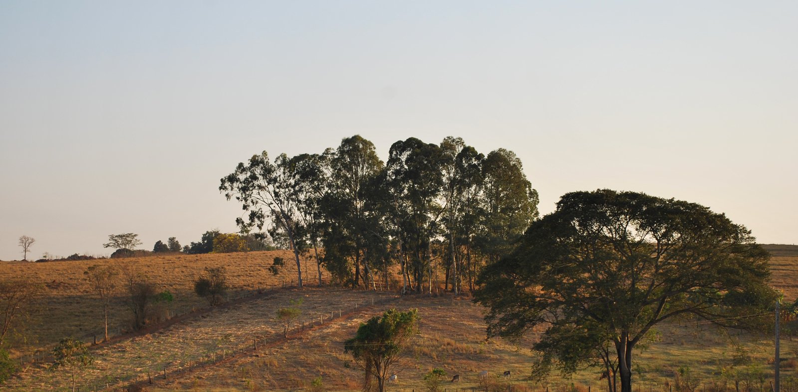 a grassy hillside with trees and another large area