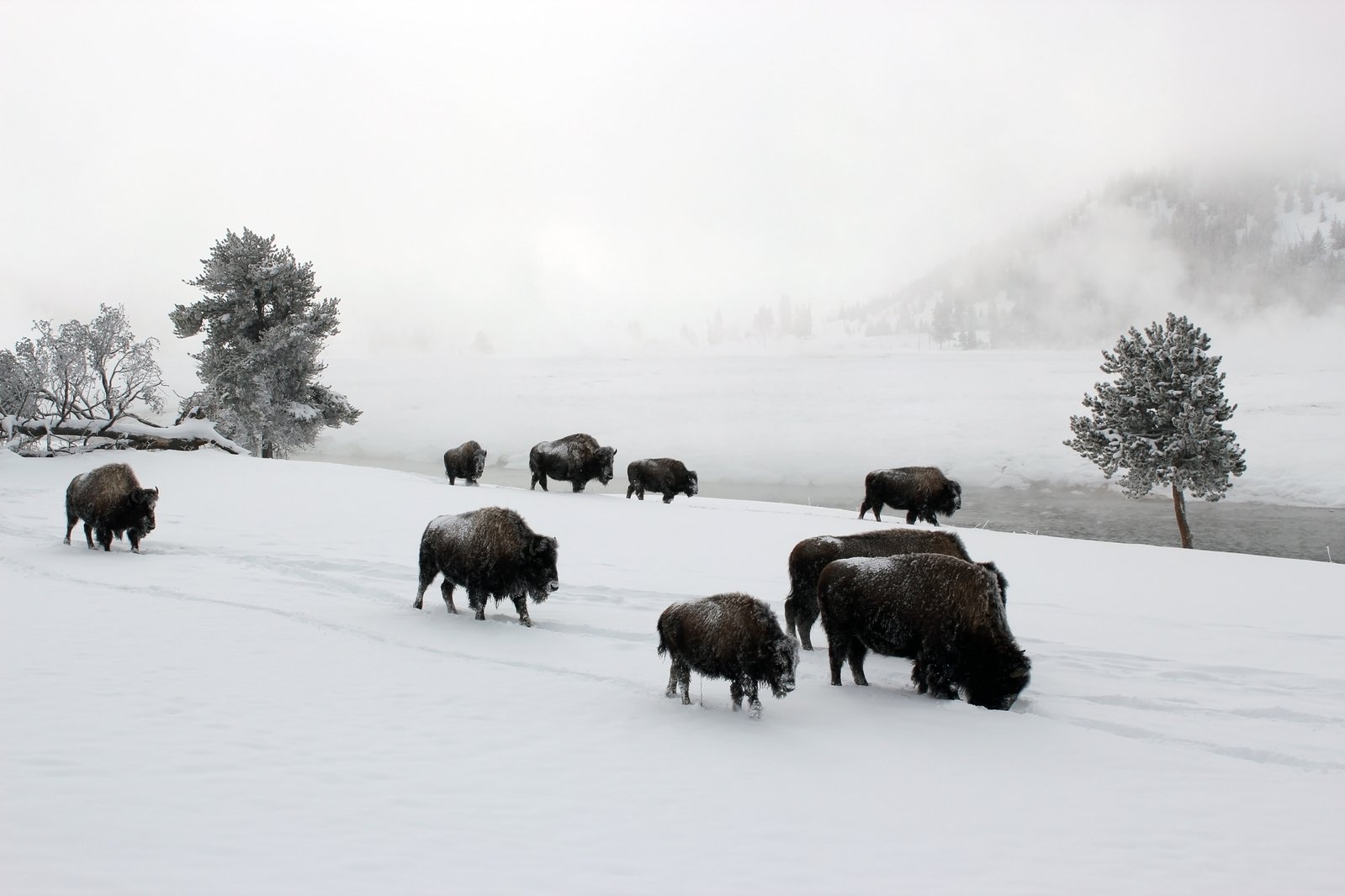 bisons wander through snow, surrounded by fog and tree