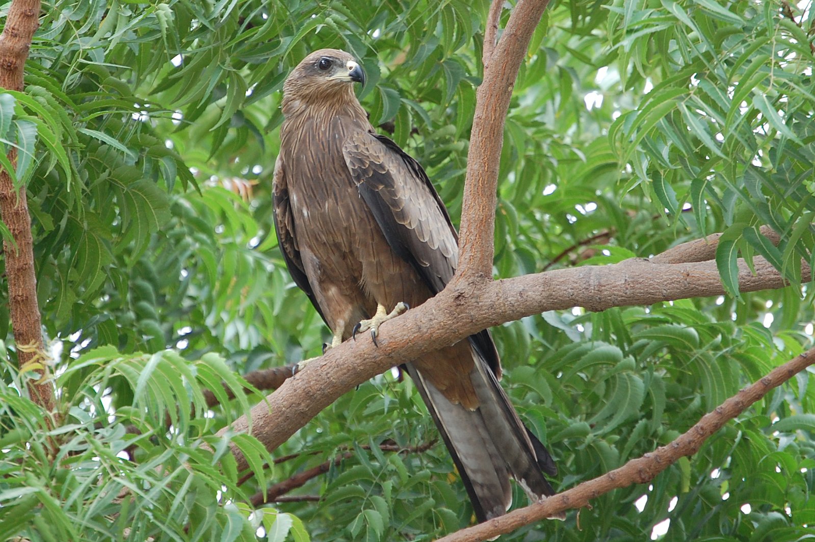 a bird is perched on the limb of a tree