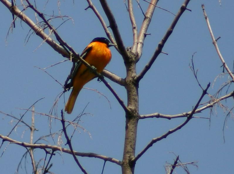 an orange bird perched in the nches of a bare tree