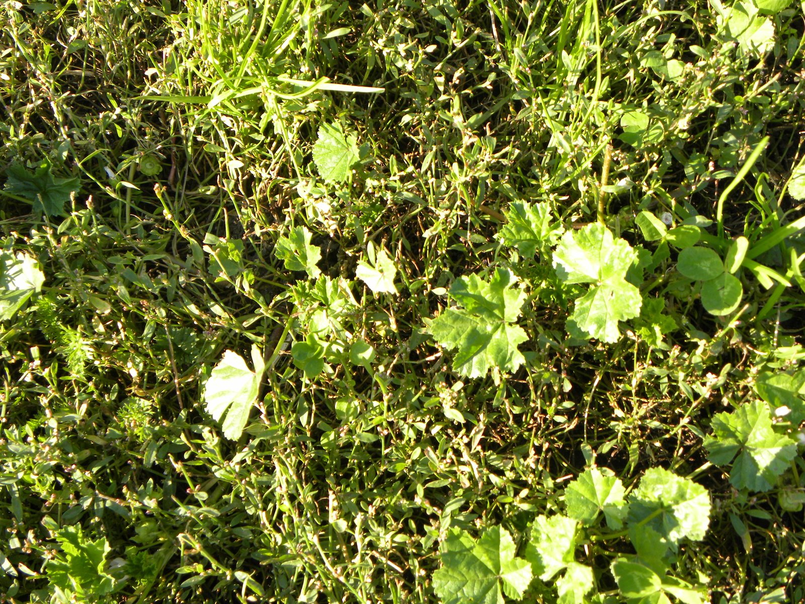 closeup view of an area covered with grass and plants