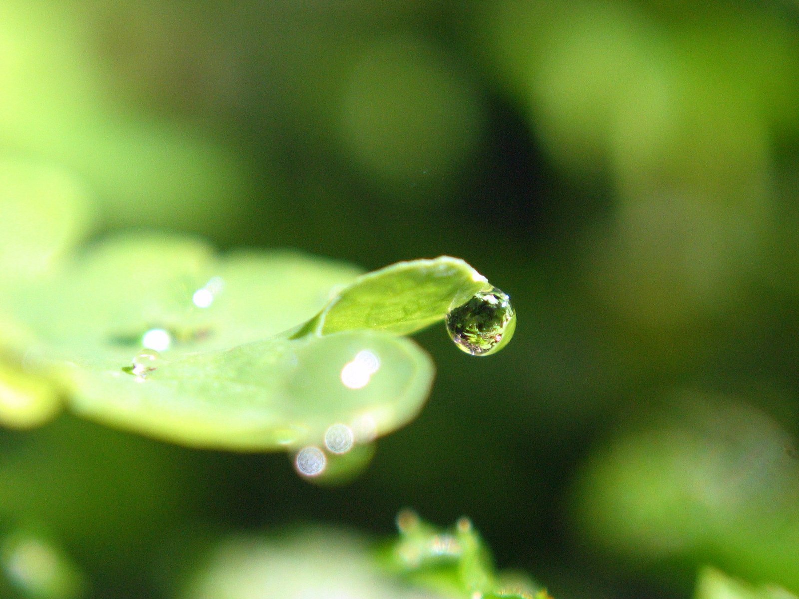an image of a water droplet attached to leaves