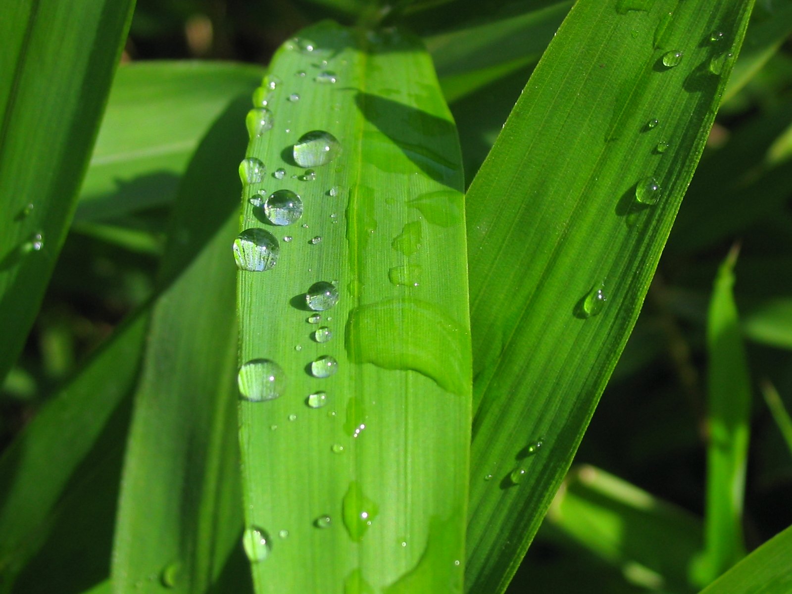 water droplets are clinging on the green leaves