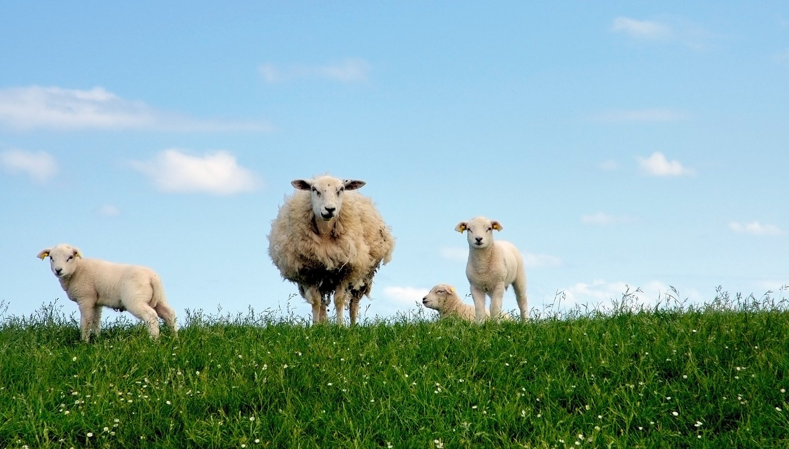 four sheep standing on a grassy hillside together