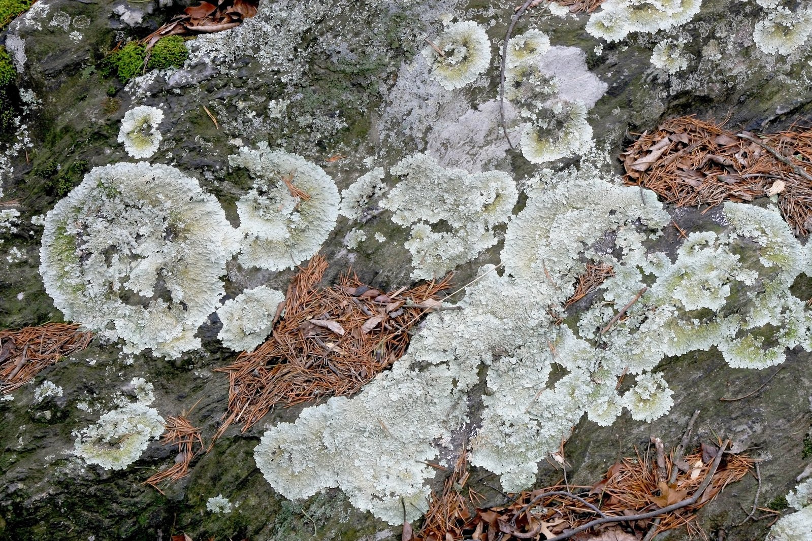 closeup of lichen and moss growing on the bark of a tree