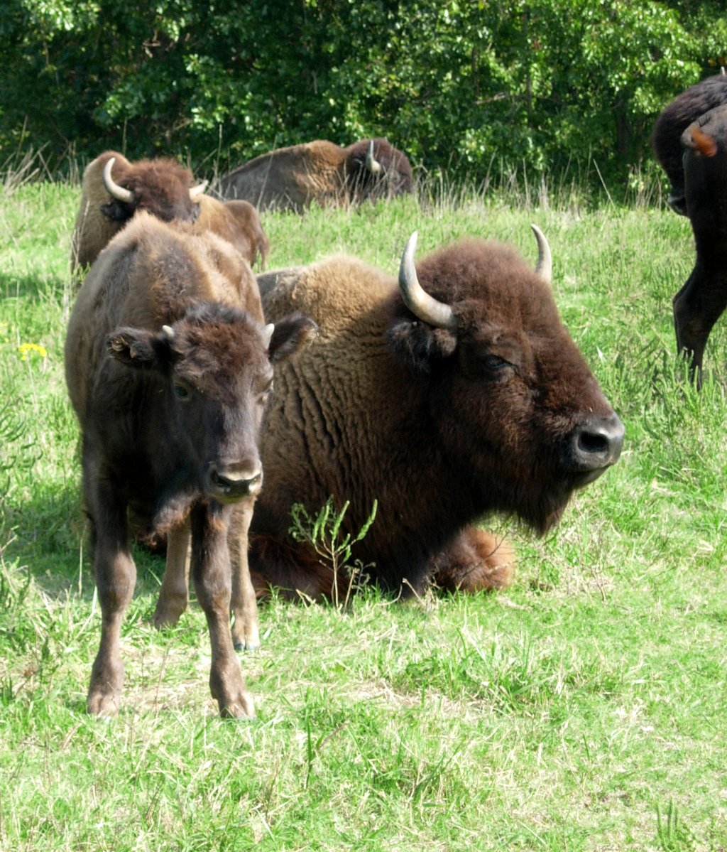 a number of animals in a field with trees