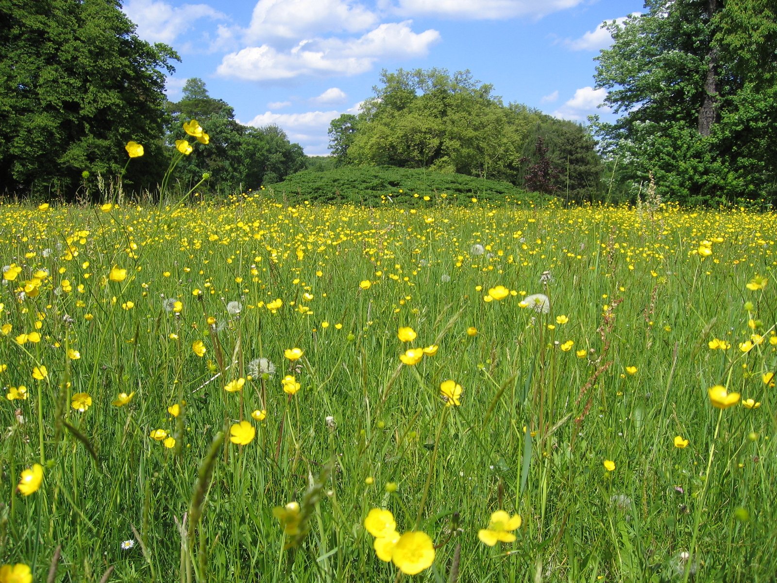 an open field with yellow flowers and trees