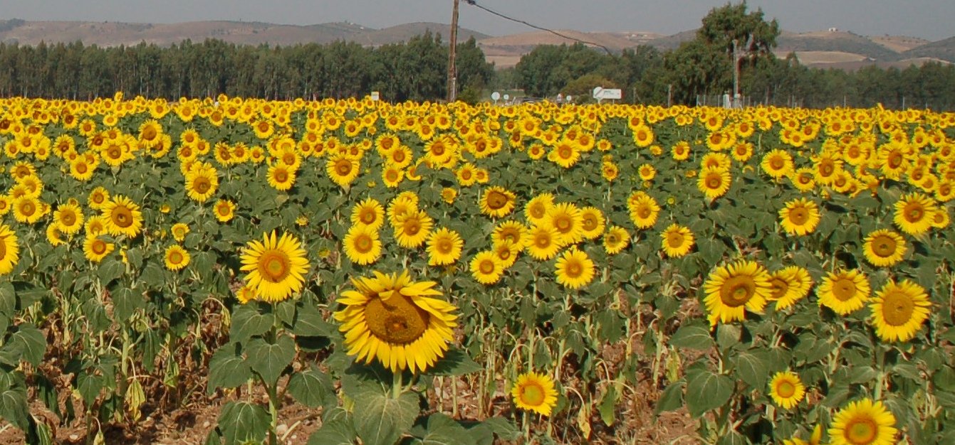 a sunflower field with trees and hills in the background