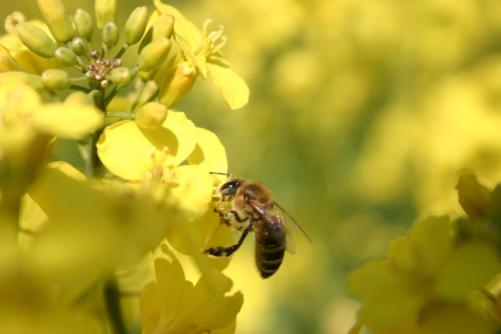 a large bee on a yellow flower and some other flowers