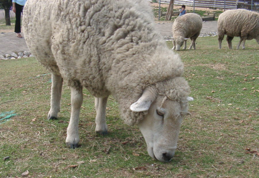 sheep grazing on short grass in a city enclosure