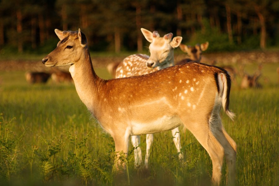 small herd of fallows are in a field