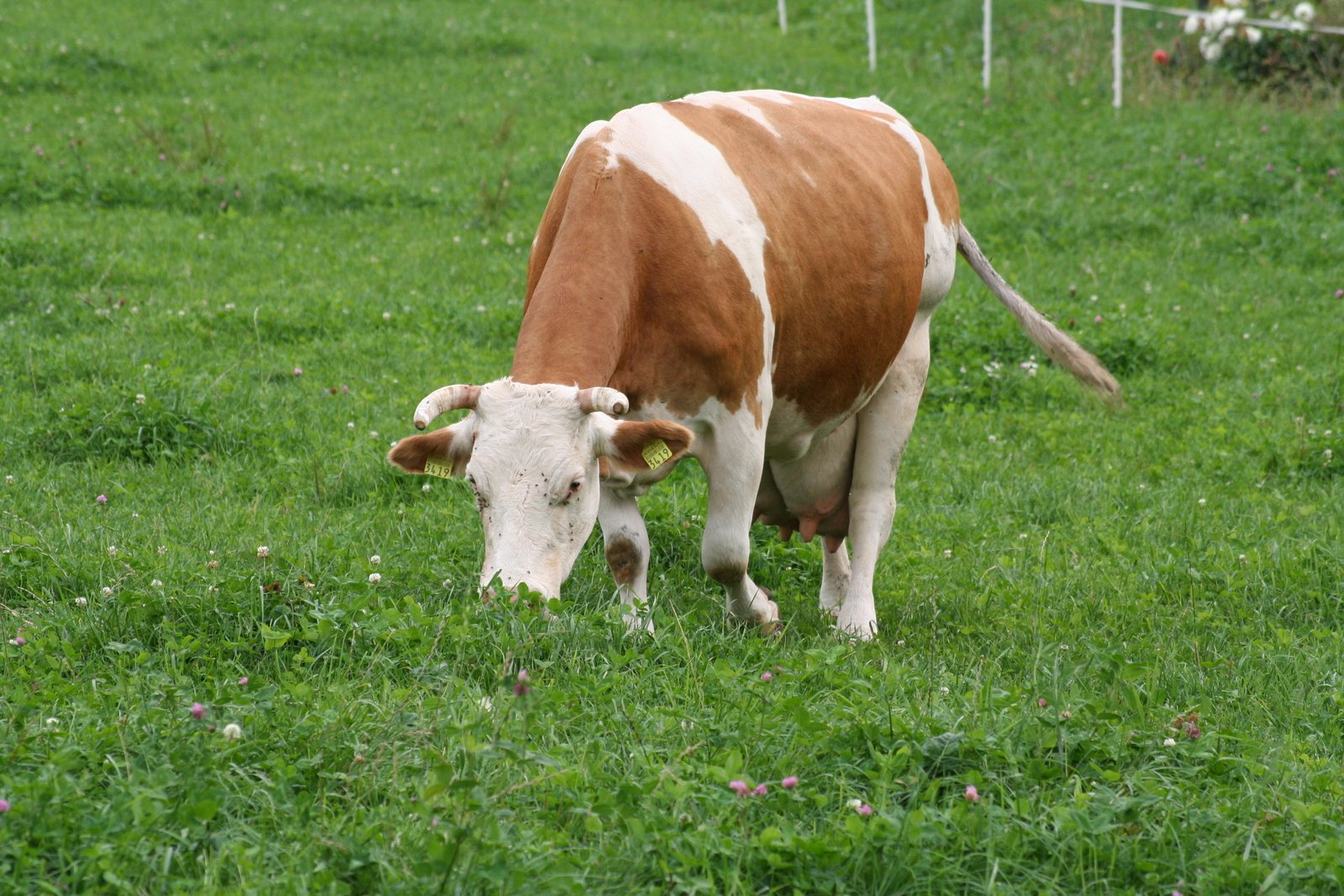 a cow is standing on the grass eating