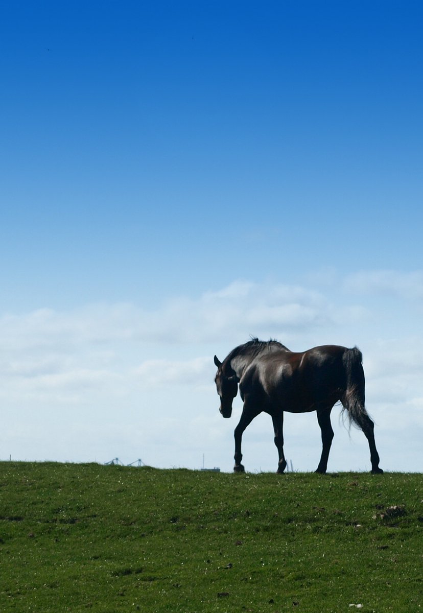 the horse is walking in the green grass