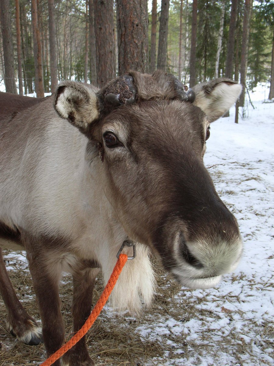 a large donkey stands in a snowy wooded area