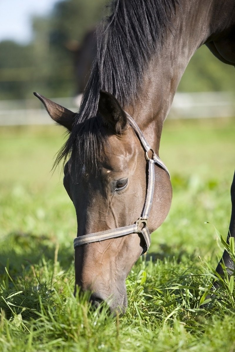 a horse in the grass grazing on grass