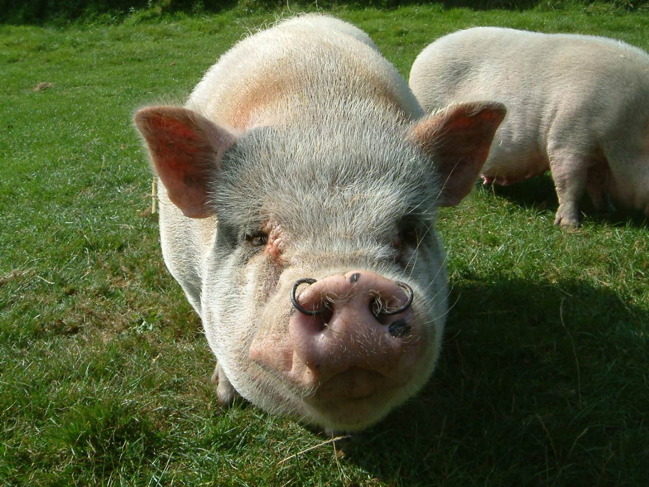 a pig is standing in the grass with it's nose open
