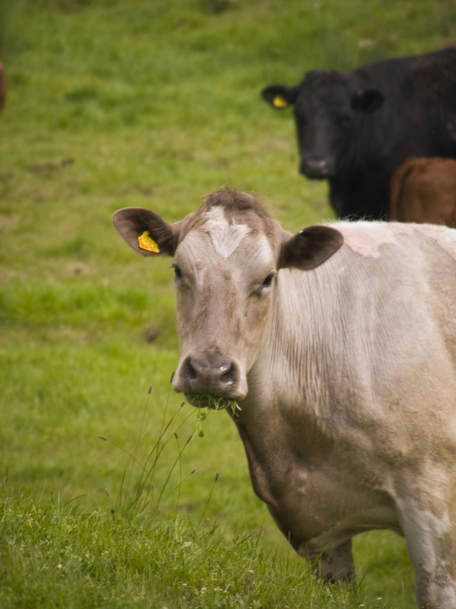 a cow with ear tags in the grass with other cattle